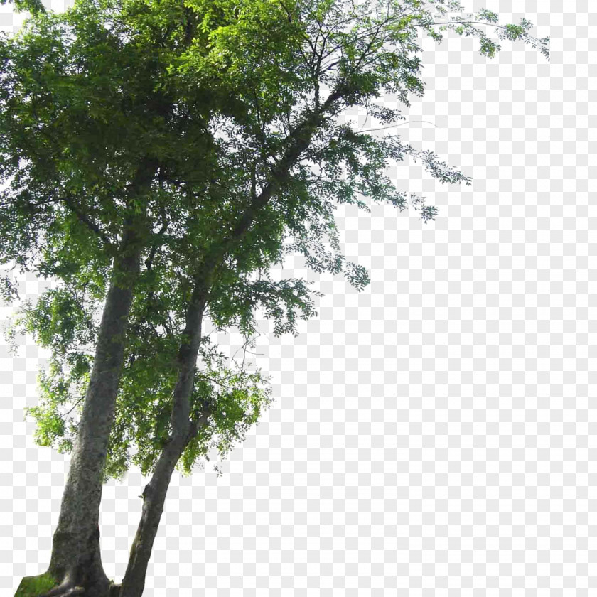 Landscape Foreground Tree PNG