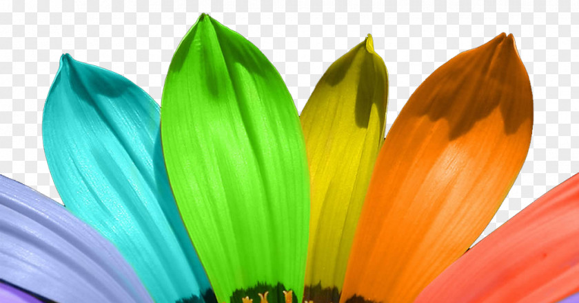Light Color Desktop Wallpaper Flower PNG