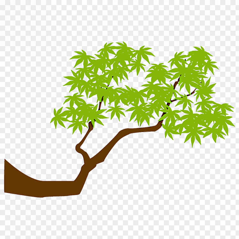 Maple Branch Leaves Tree PNG