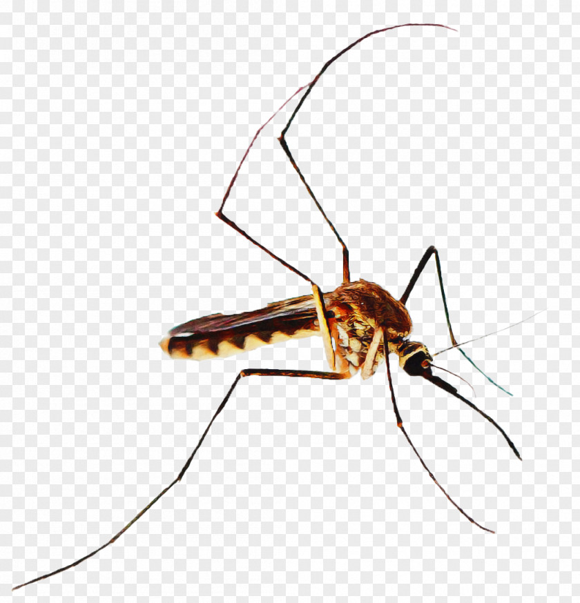 Crane Flies Membranewinged Insect Mosquito PNG