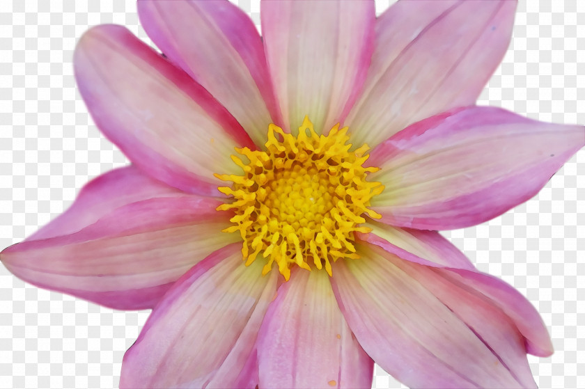 Dahlia Annual Plant Garden Cosmos Chrysanthemum Aster PNG