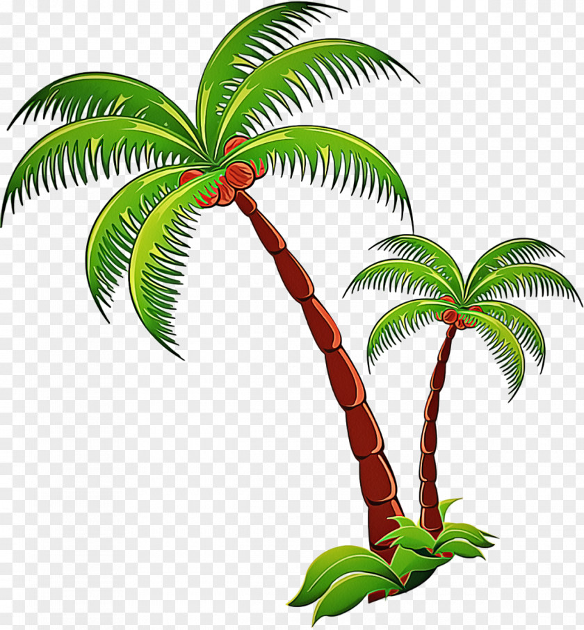Flowering Plant Flower Palm Tree PNG