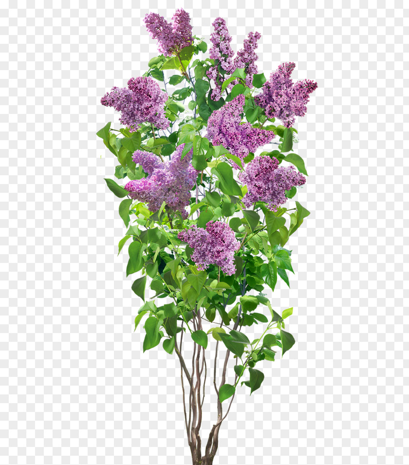 Lilac Flower PNG