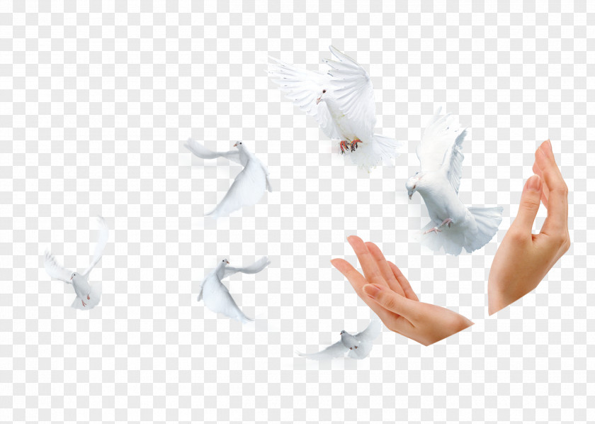 Pigeon And Hand Designer Google Images PNG