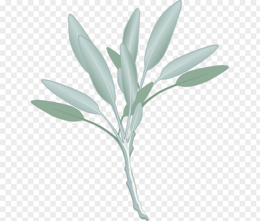 Sage Cliparts Free Common Herb Watercolor Painting Clip Art PNG