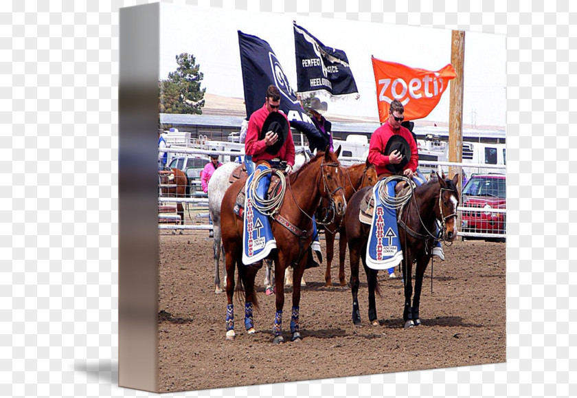 Anthony Davis Rodeo Western Pleasure Bridle Equestrian Racing PNG