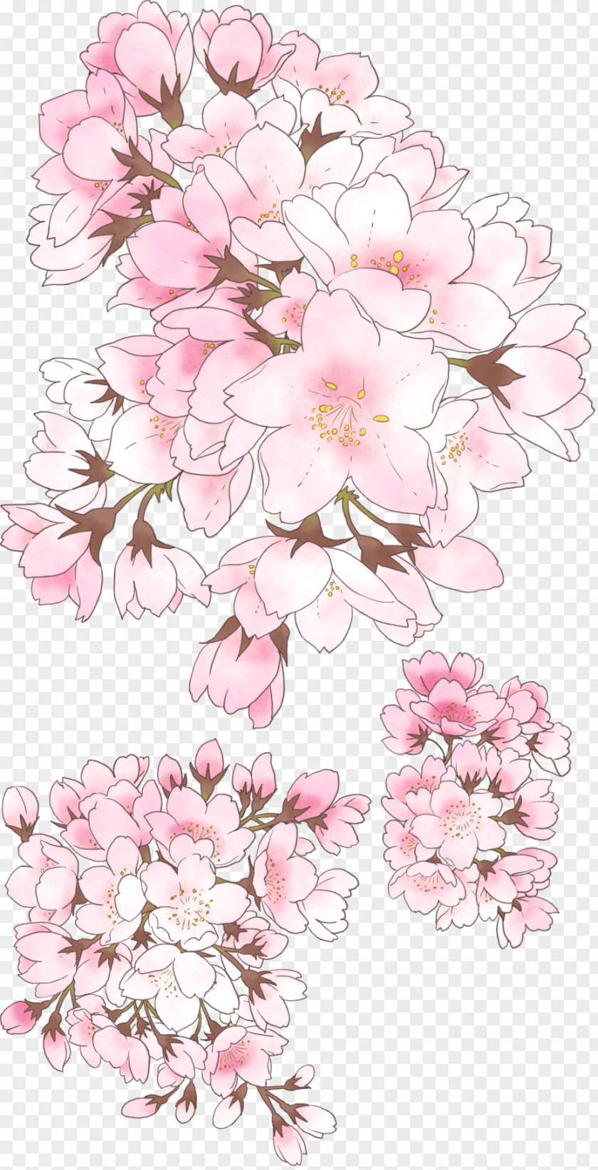 Cherry Blossom National Festival Drawing PNG