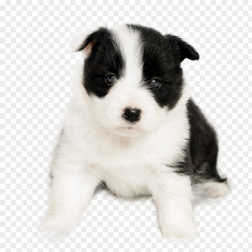 Cute Adorable Pet Dog Baby Border Collie Puppy PNG