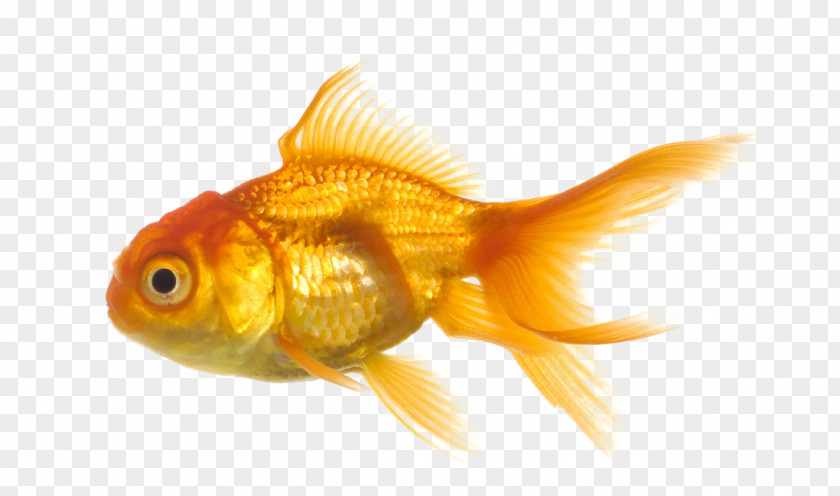 Fish Goldfish PNG