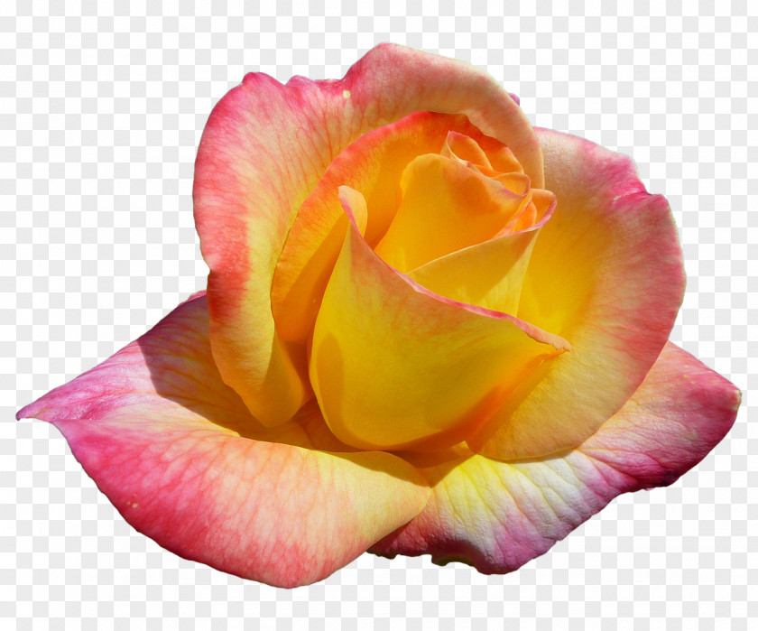 Flower Garden Roses Il Paradiso Dei Fiori 2 Cabbage Rose Rainbow Floribunda PNG