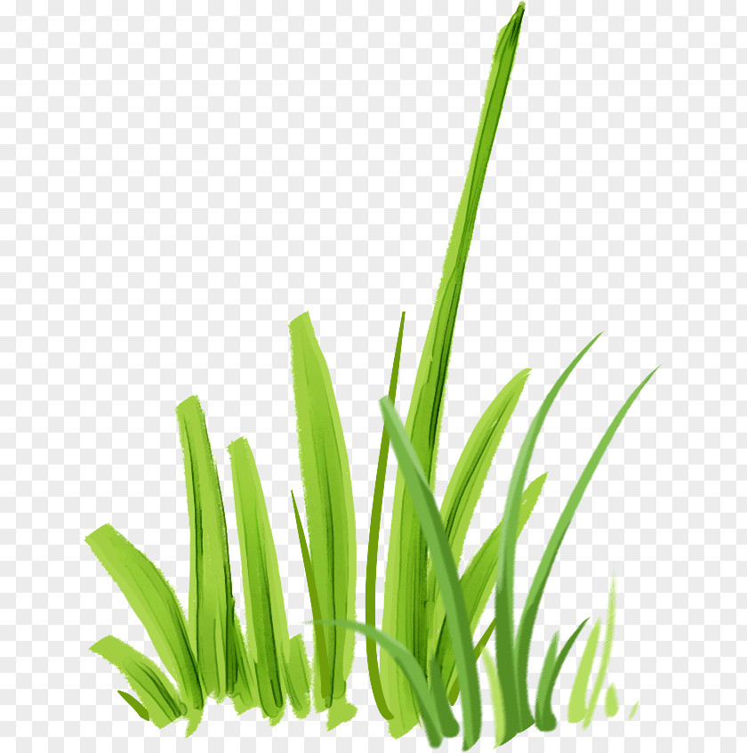 Grass Microchloa Indica Download PNG