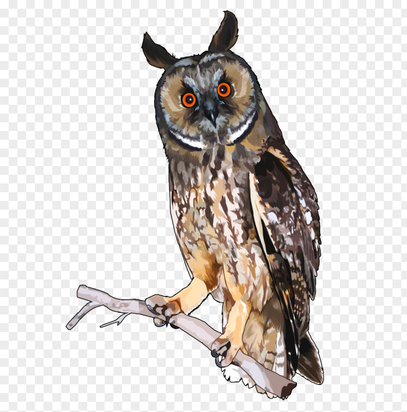 Owl Long-eared Infographic Little Feather PNG