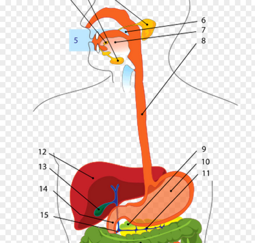 Padi Dan Kapas The Digestive System Human Gastrointestinal Tract Digestion Body PNG