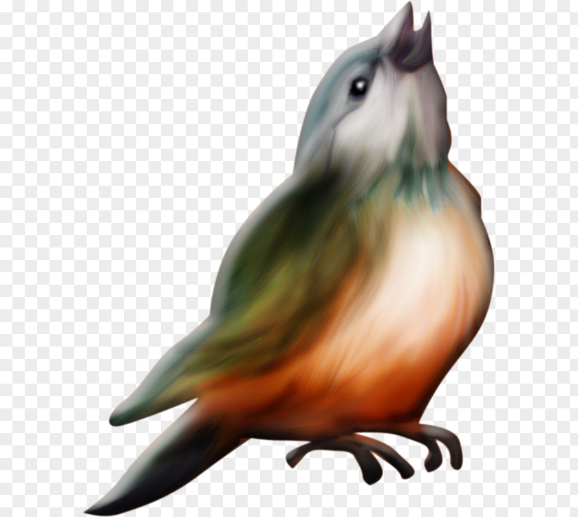 Painted Bird Perspective Lark Beak PNG