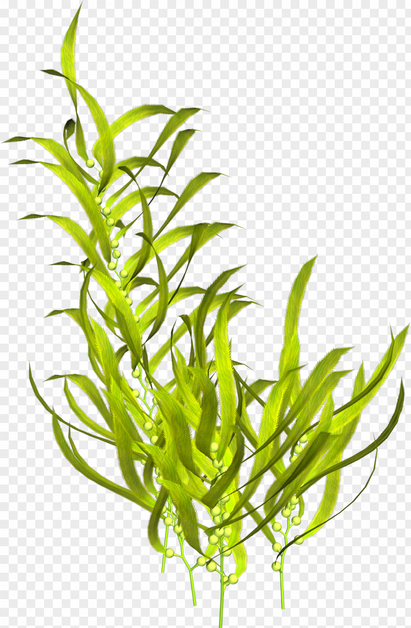 Plant Aquatic Plants Seaweed Algae Clip Art PNG