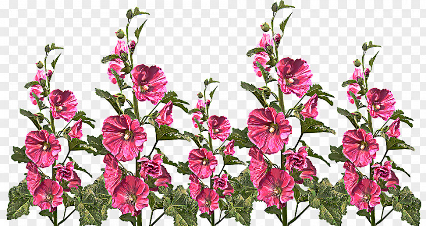 Wildflower Pink Family Flower Flowering Plant Cut Flowers PNG