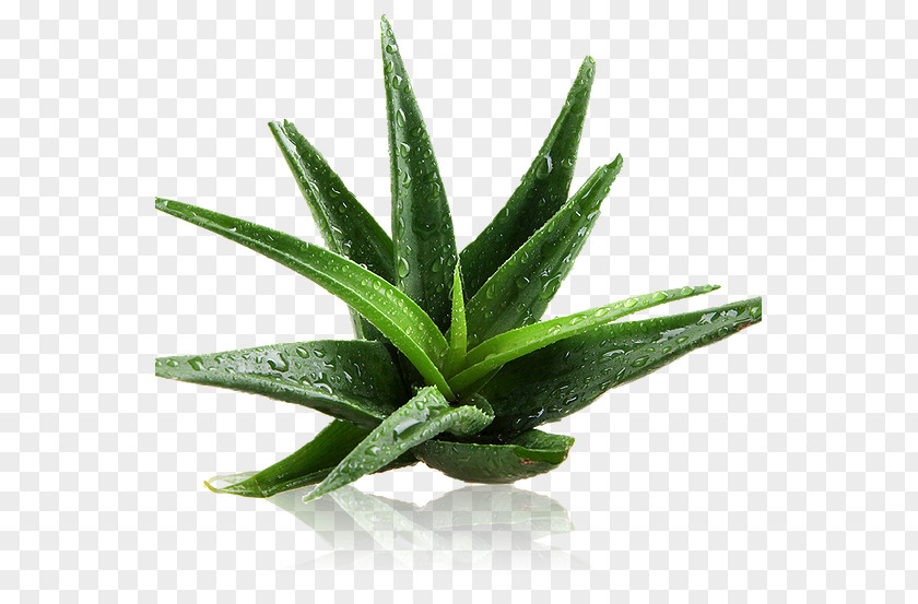Aloe Vera Plant Gel Sunburn Cream PNG