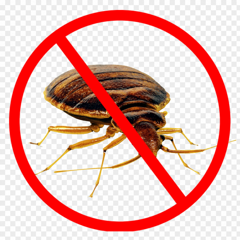 Bed_bug Cockroach Mosquito Pest Control Rat PNG