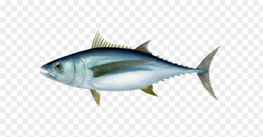 Fishing Albacore Bigeye Tuna Blackfin Yellowfin Southern Bluefin PNG