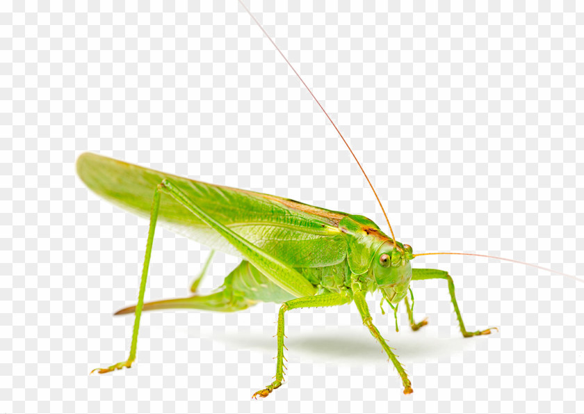 Green Grasshopper Photograph Stock Photography Szarau0144cza PNG