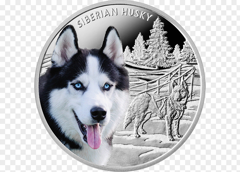 Siberian Husky Alaskan Malamute Puppy Klee Kai PNG