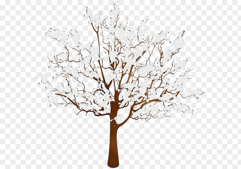 Trunk Plant Stem Tree Branch White Woody PNG