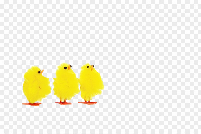 Yellow Cartoon Beak Bird Chicken PNG