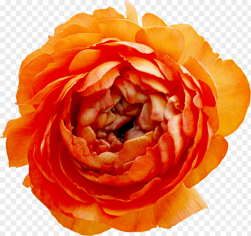 Yellow Rose Subterranean Animism Flower Clip Art PNG