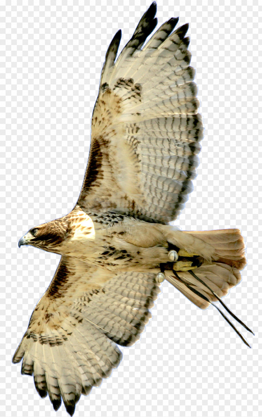 Bird Hawk Buzzard Eagle Owl PNG