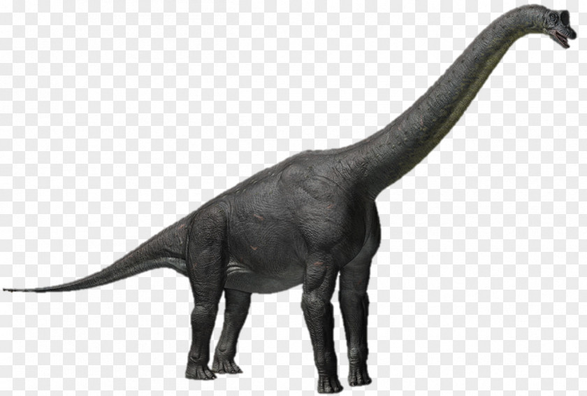 Dinosaur Alamosaurus Apatosaurus Triceratops Sauroposeidon Tyrannosaurus PNG