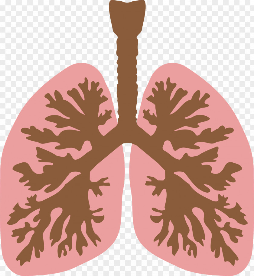 Lungs Lung Clip Art PNG