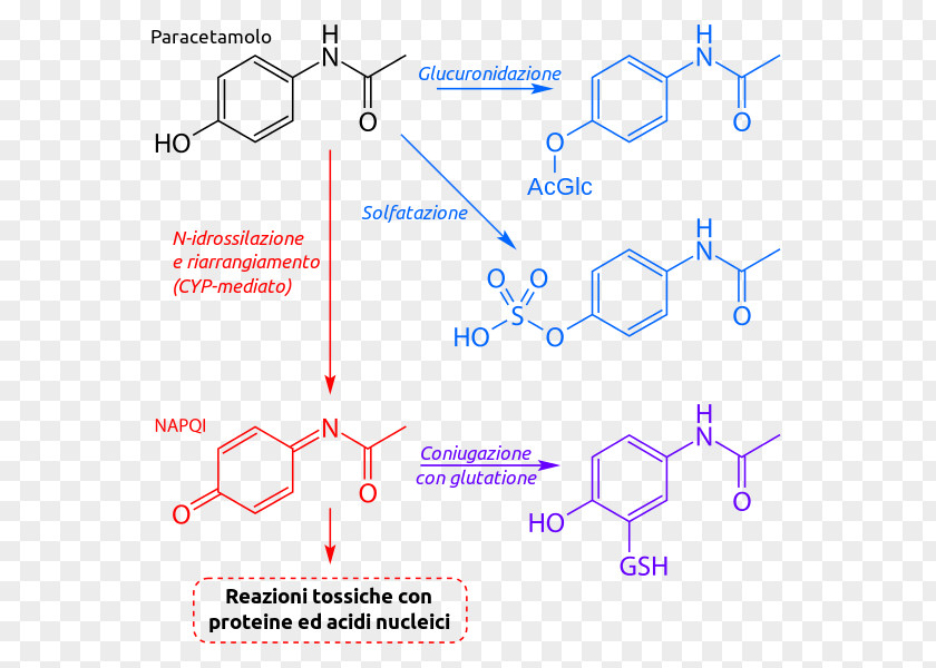 Paracetamol Acetaminophen Biotransformation NAPQI Metabolism Isoniazid PNG