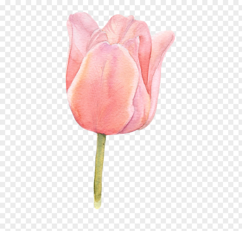 Watercolour Flower Tulip Watercolor Painting PNG