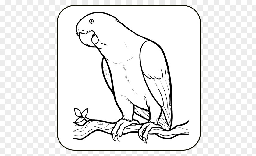 Bird How To Draw Drawing Image Coloring Book PNG