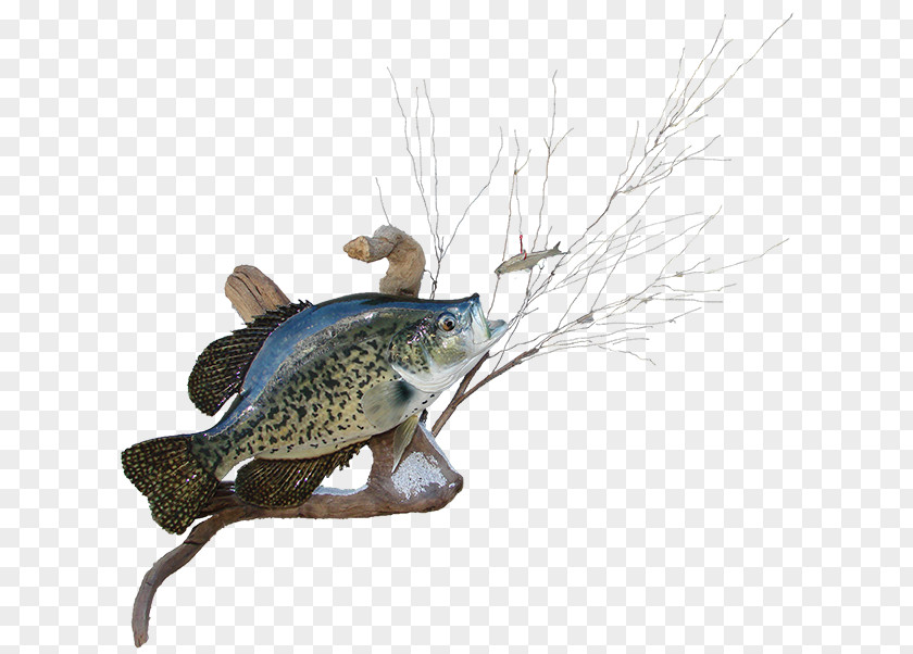 Mounted Black Crappie AZ Wildlife Creations White Rainbow Trout Largemouth Bass PNG
