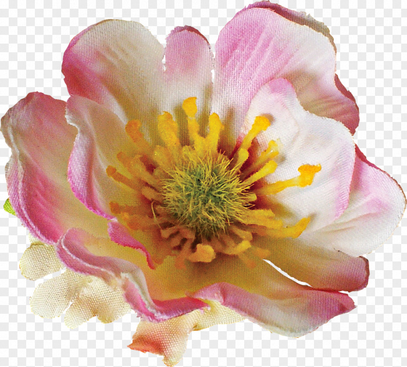 Rose Anemone Rosaceae Close-up Petal PNG