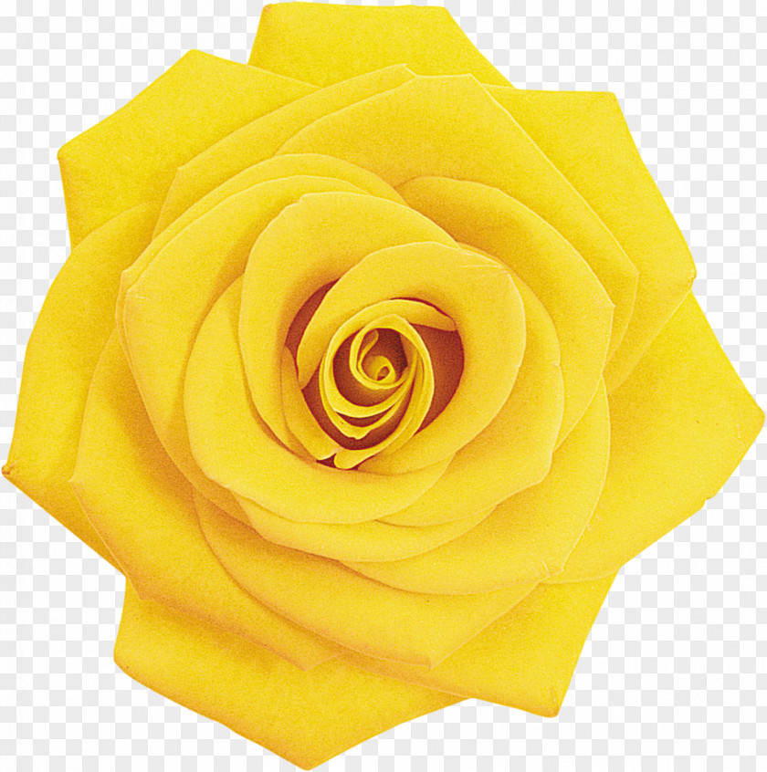 Rose Garden Roses Cut Flowers Petal PNG