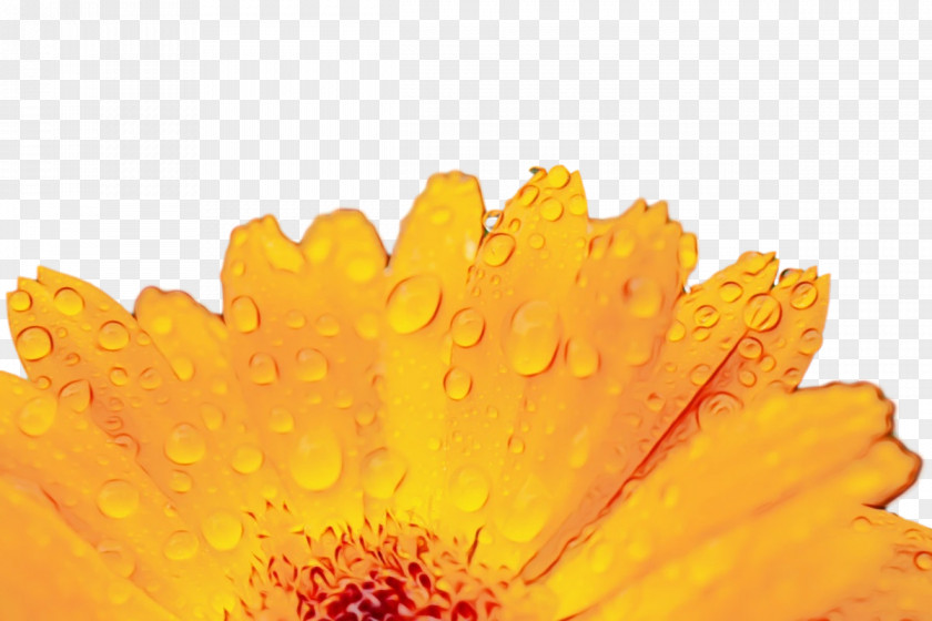 Transvaal Daisy Yellow Pot Marigold Petal Pollen PNG