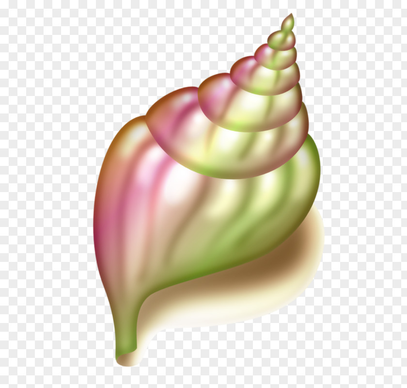 Been Conch Seashell Clip Art PNG