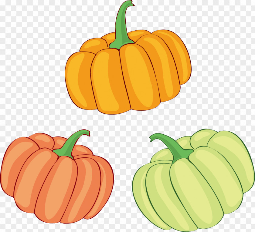 Decorative Squashes Jack-o'-lantern Pumpkin Illustration Gourd Winter Squash PNG
