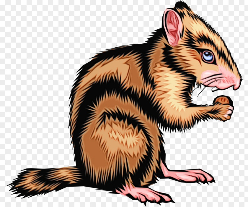 Eastern Chipmunk Rat Clip Art Ferret Squirrel PNG
