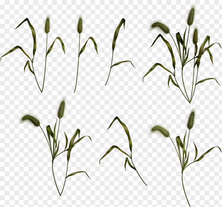 Grasses Plant Stem Leaf Twig Commodity PNG