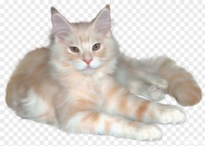 Kitten Persian Cat Ragdoll Cymric Clip Art PNG