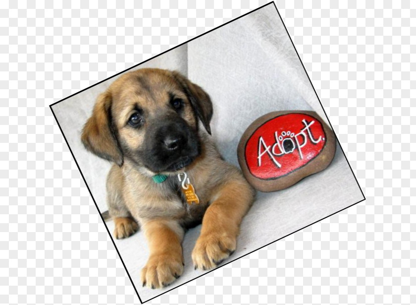 Puppies For Adoption Dog Breed Puppy Labrador Retriever Chihuahua Rottweiler PNG