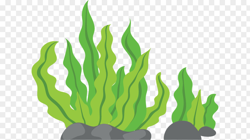 Sea Seaweed Macrocystis Pyrifera Clip Art PNG