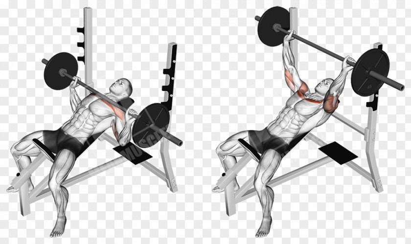 Upper Body Bench Press Exercise Barbell Muscle PNG