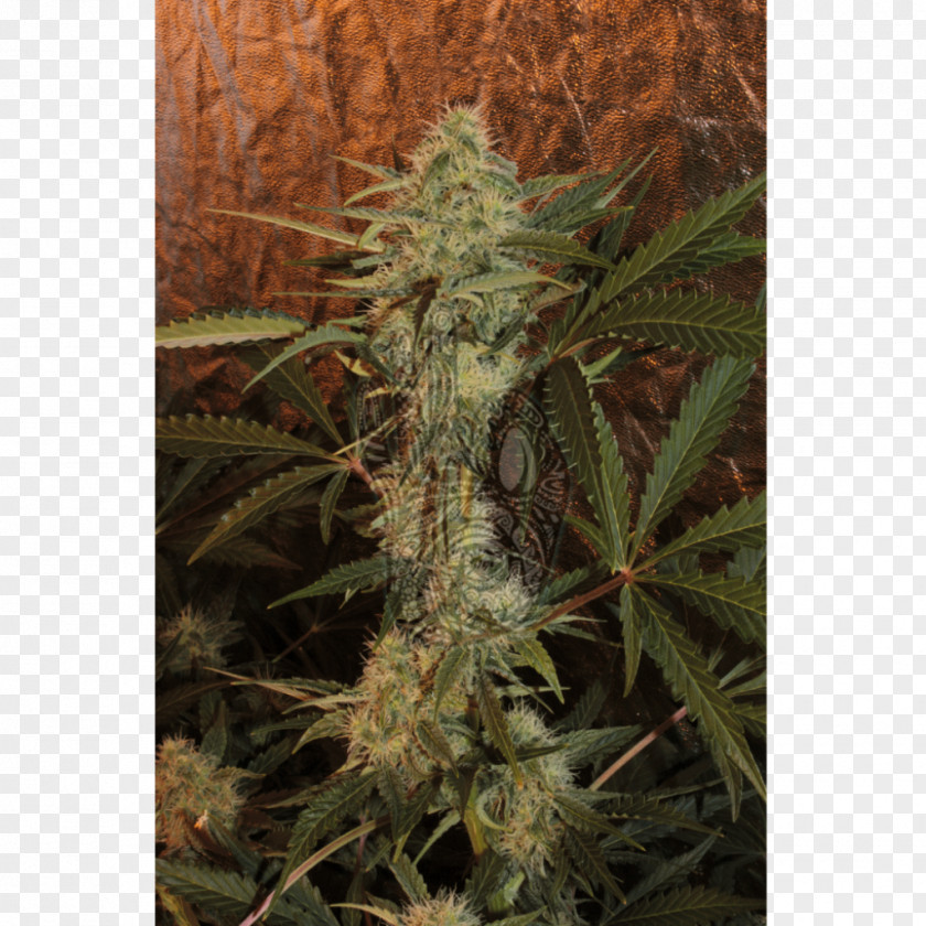 Cannabis Feminized Skunk Seed Online Shopping PNG