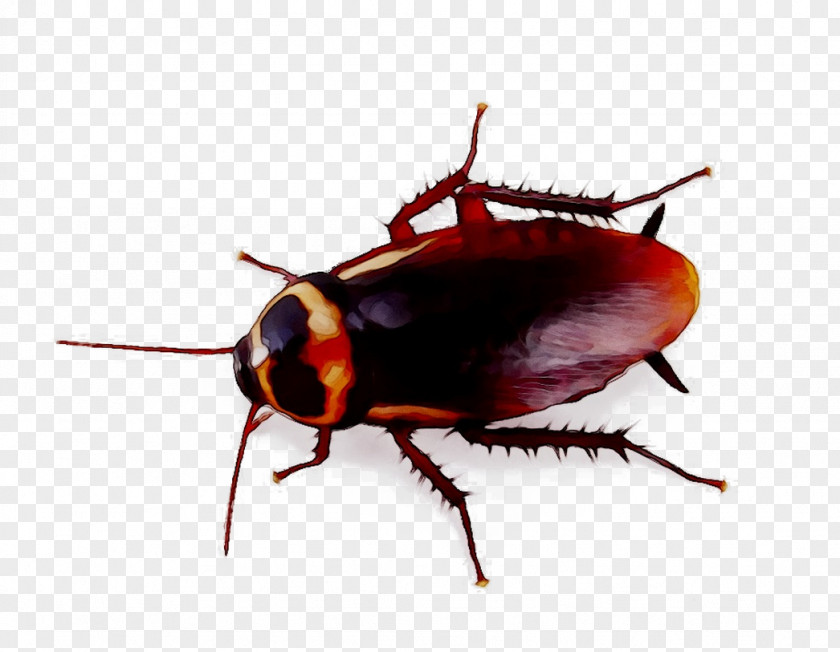 Cockroach Pest Bedbug Ant Silverfish PNG