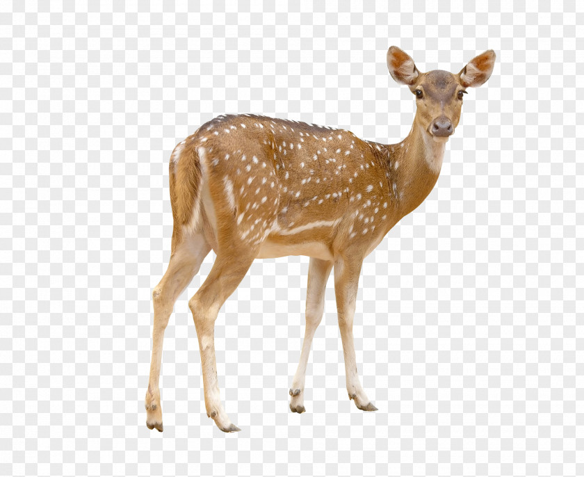 Deer Pictures Red Chital White-tailed Stock Photography PNG