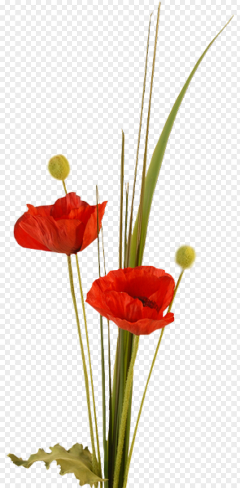 Flower Poppy Photography Clip Art PNG